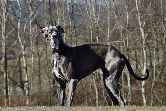 Dog german Negru